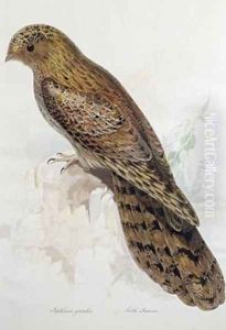 Nyctibius grandis