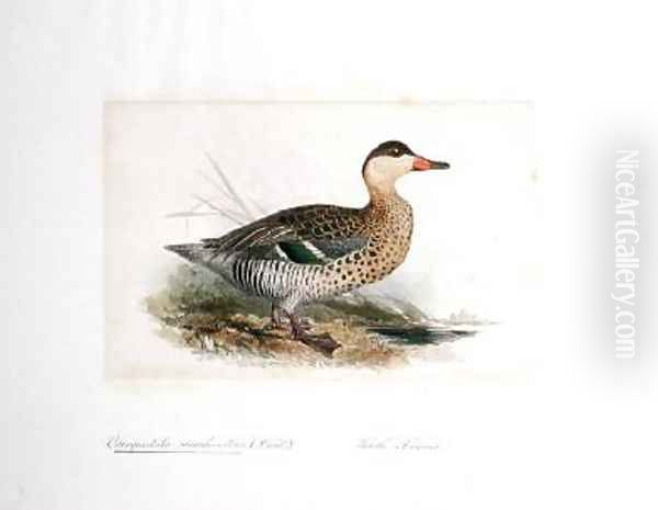 Querquedula maculirostris - view 1
