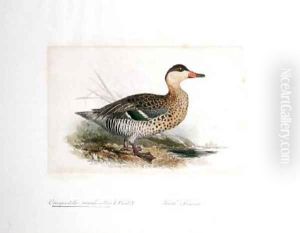 Querquedula maculirostris