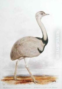 Rhea Americana