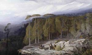 The Forest of Valdoniello Corsica