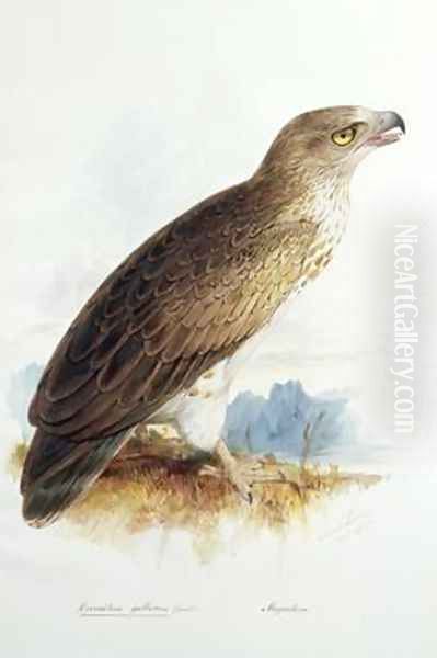 Circaetus gallicus - view 1