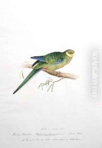 Stanley Parrakeet Platycercus icterotis