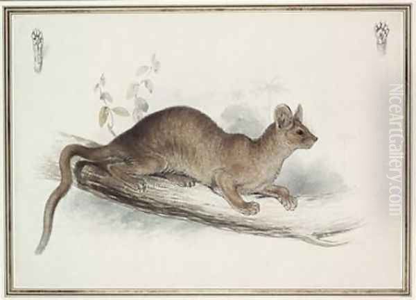 The Polecat - view 1