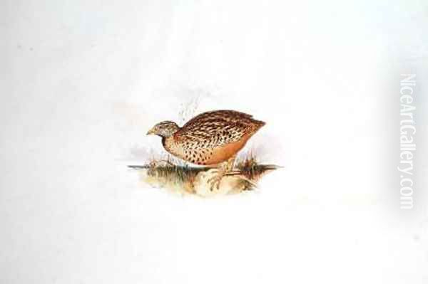 Grouse-like bird - view 1