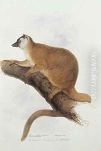Lemur rufus Audebert