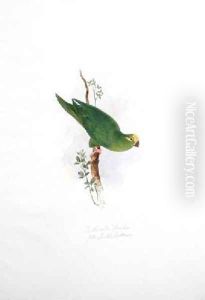 Psittacula floriceps