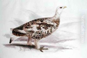 Ptarmigan in mid plumage by Edward Lear