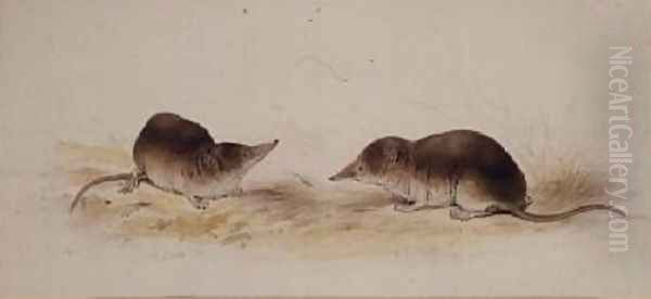 Shrews - view 1