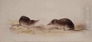 Shrews