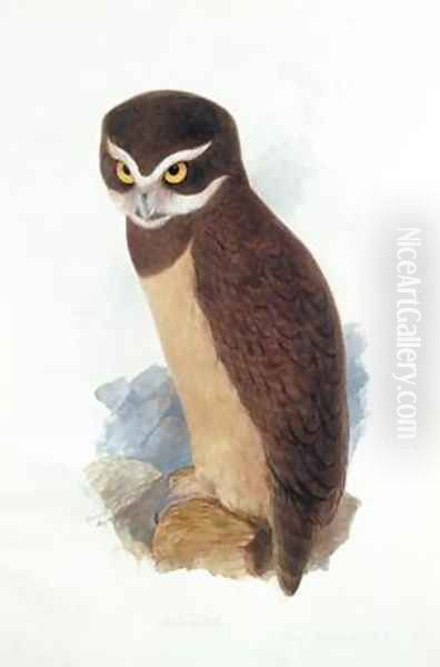 Spectacled owl - view 1