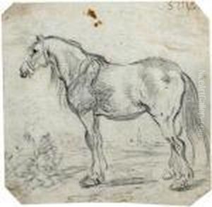Study Of A Horse Study Of A Horse
