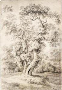 Study Of An Oak Tree In Woodland