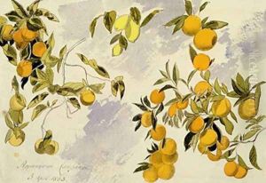 Orange Trees
