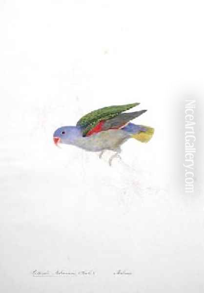 Psittacula malaccensis - view 1