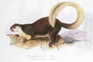 Sciurus javensis Screb