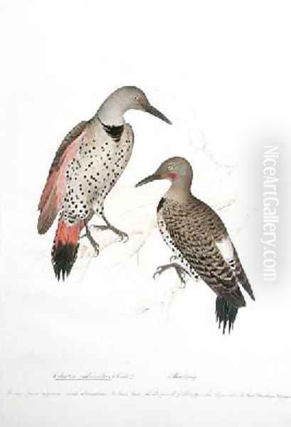 Colaptes rubricatus - view 1