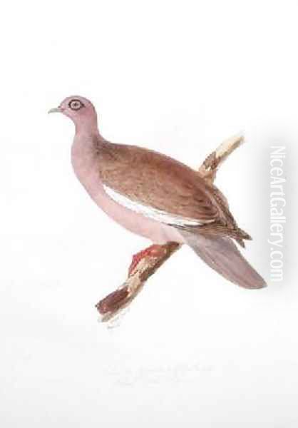 Columba gymnophthalmus - view 1