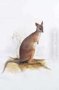 Macropus