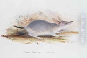 Perameles lagotis Reid