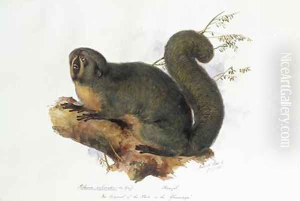 Pithecia rufiventer Is Geoff Brazil - view 1