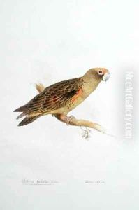 Psittacus guglielmi Jardine by Edward Lear