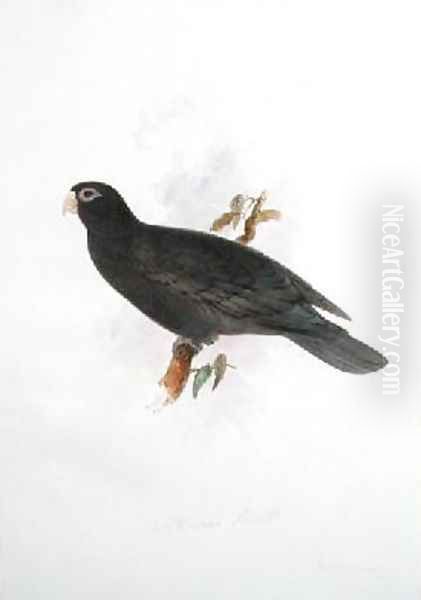 Psittacus niger - view 1