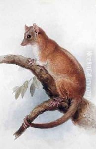 Lord Derbys Woolly Opossum by Edward Lear
