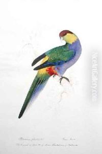 Platycercus pileatus by Edward Lear