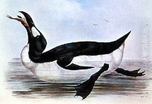 The Great Auk illustration from The Birds of Europe