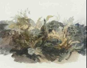 Study Of Docks And Other Plants