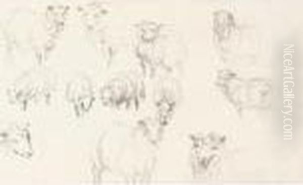 Studies Of Animals - view 1