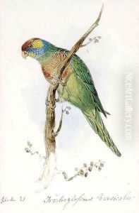 A Great Green Macaw, Macrocercus Militaris, an illustration for Sir William Jardine's The Naturalist's Library by Edward Lear