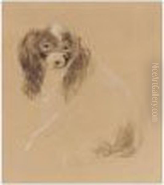A King Charles Spaniel - view 1