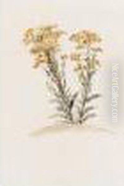 A Ragwort In Flower - view 1