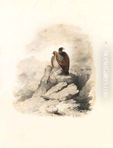 A pair of birds of prey on a rocky outcrop by Edward Lear