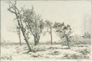 Trees In A Landscape