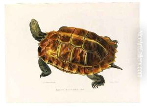 First complete edition of these plates. The plates by Edward Lear