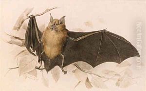 Rhinolophus ferremequinum (Horseshoe Bat)