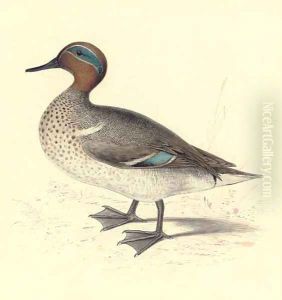 Study of a teal