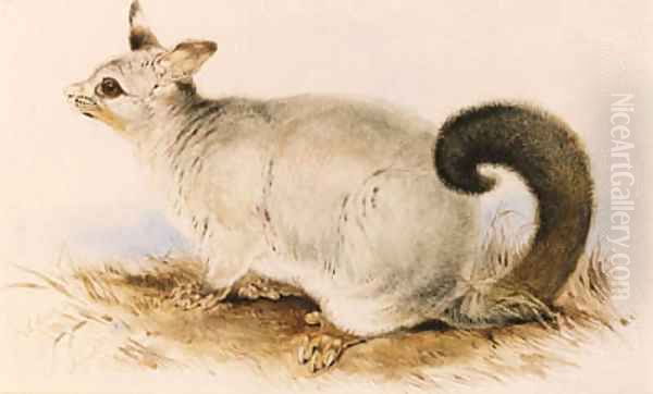 Trichosurus vulpecula (Common Brushtail Possum) - view 1