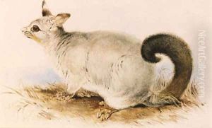 Trichosurus vulpecula (Common Brushtail Possum) by Edward Lear