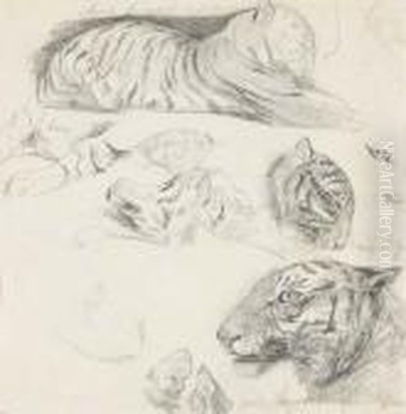 Un Tigre Couche De Profil A Droite Avec Des Etudes De La Tete Et Des Membres - view 1