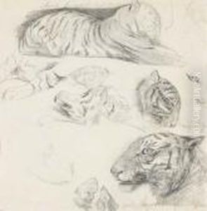 Un Tigre Couche De Profil A Droite Avec Des Etudes De La Tete Et Des Membres