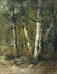 Chemin En Sous-bois