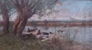 Canards Sur Le Rivage