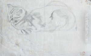 Etude D'un Chat