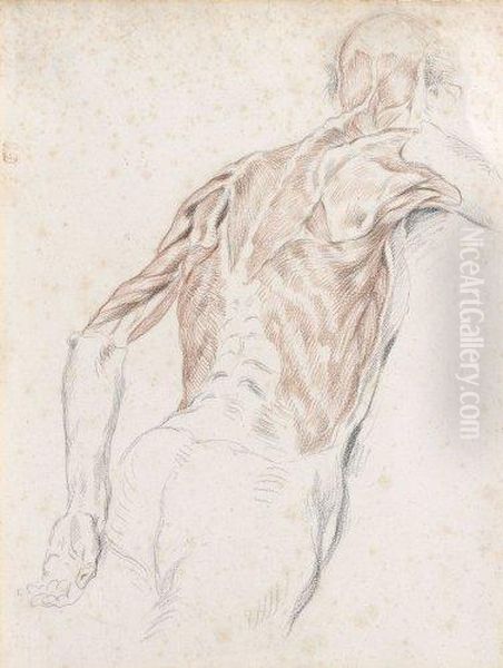 Etude D'ecorche - view 1