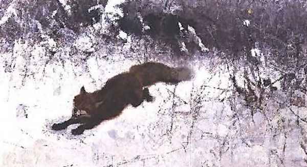 Fox Being Chased through the Snow - view 1