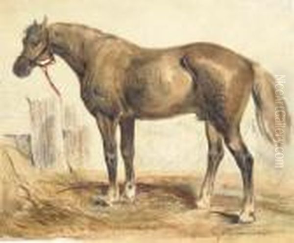 A Bay Stallion In Profile To The Right - view 1